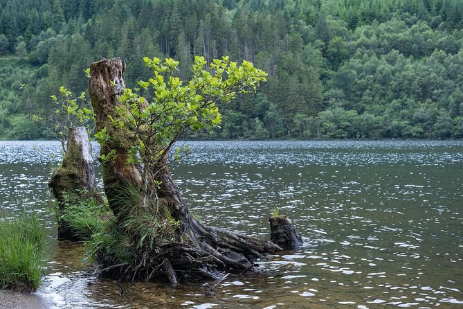 Glasgow Shore Excursion: - Loch Lomond - Stirling Castle - Who should book this shore excursion?