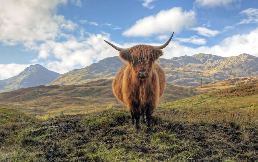 Greenock: Shore Excursion to Stirling Castle and Loch Lomond - Who will enjoy this excursion most