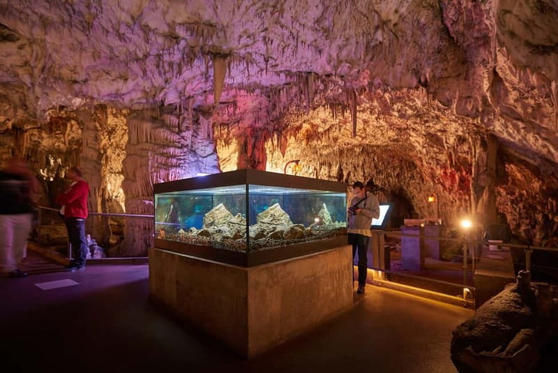 Koper/Trieste: Postojna Cave & Predjama Castle Tour & Ticket - How the six-hour schedule feels
