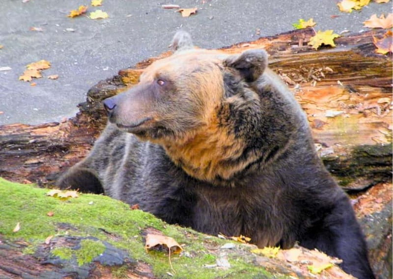 Krumlov's Best Of: River Cruise, Castle Tour & Lunch ☀️| 5h - Entering the Little Castle and its five courtyards