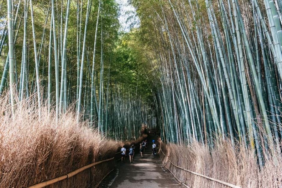 Kyoto: Nijo Castle, Kiyomizu & Fushimi Inari Guided Tour - The guides make the packed schedule manageable