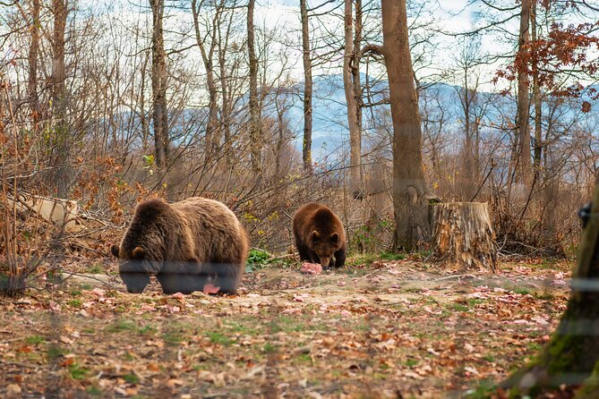 Legends&Wildlife Awaits: Dracula's Castle & Bear Sanctuary - Entering Bran Castle, Romania’s Dracula landmark