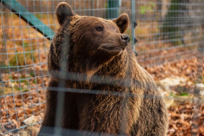 Legends&Wildlife Awaits: Dracula's Castle & Bear Sanctuary - Practical advice for making the day better