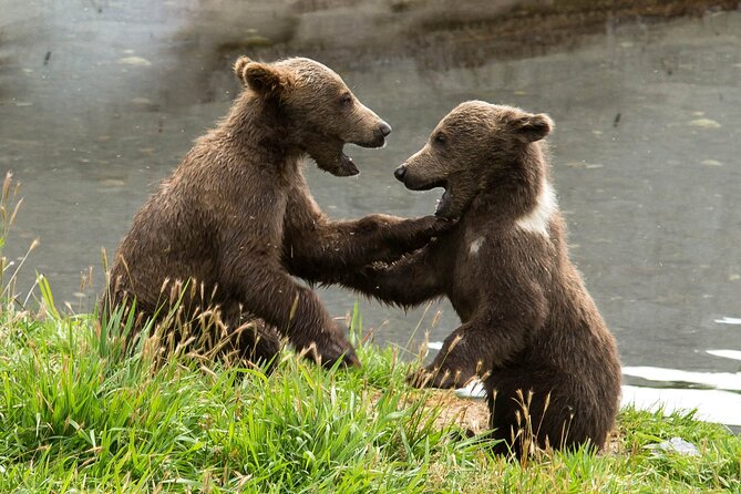 Libearty Bear Sanctuary and Dracula's Castle - Day Tour from Bucharest - Why the bear sanctuary deserves first place