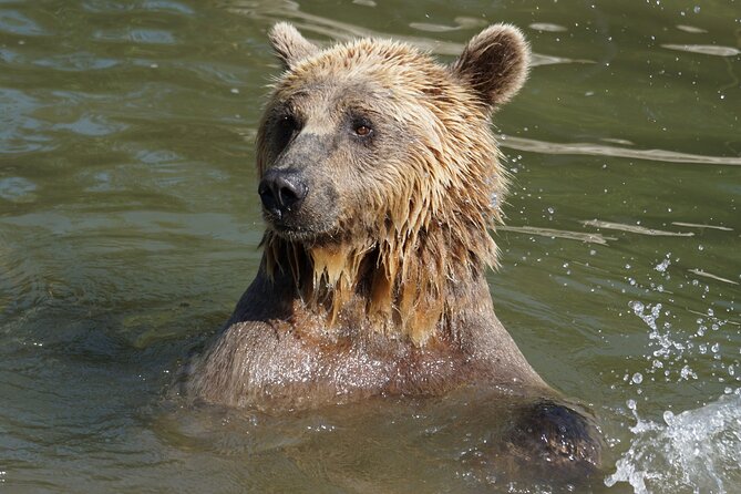 Libearty Bear Sanctuary and Dracula's Castle - Day Tour from Bucharest - Bran Castle, Dracula, and the real history