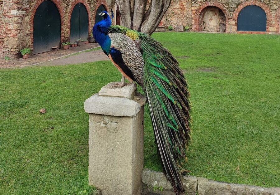 Lisbon: Saint George's Castle Entry Ticket and Guided Visit - A short route through a long past