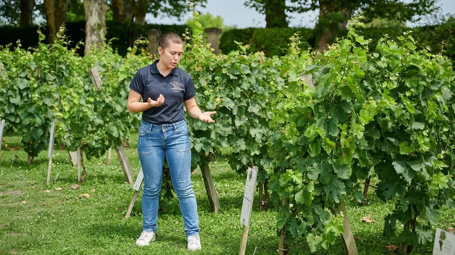 Margaux - Guided tour of the château and tasting of 4 wines - Entering the estate through the Château boutique