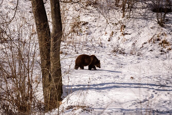 Meet the Bears & Visit Dracula Castle Day Tour from Bucharest - What Makes Libearty a Strong Family Stop