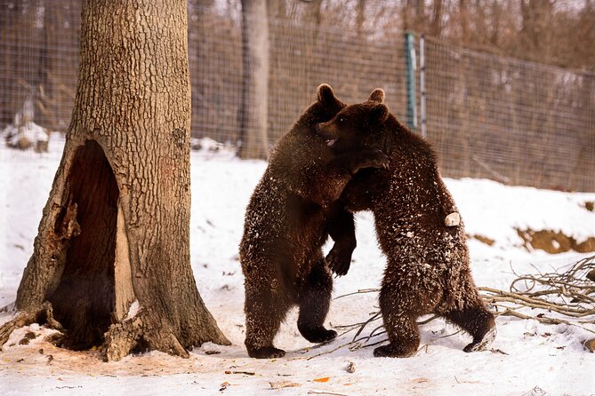 Meet the Bears & Visit Dracula Castle Day Tour from Bucharest - Is the $202.44 Price Fair?
