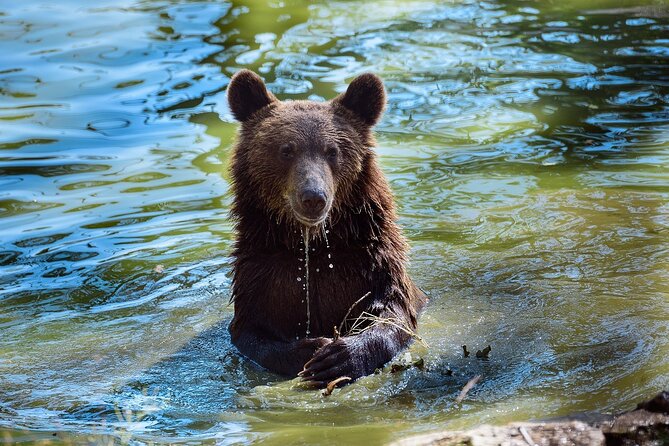 Meet the Free Bears and visit Dracula's Castle in a Day Trip from Bucharest - What the price really covers