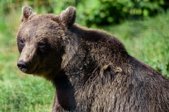 Meet the Free Bears and visit Dracula's Castle in a Day Trip from Bucharest - Who should book this experience?