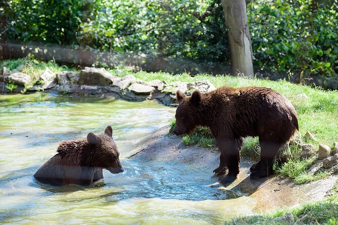 Meet the Free Bears and visit Dracula's Castle in a Day Trip from Bucharest - Booking, weather, and cancellation details