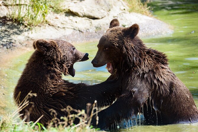 Meet the Free Bears and visit Dracula's Castle in a Day Trip from Bucharest - Libearty Bear Sanctuary Zarnesti