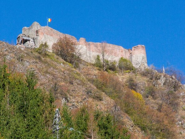 Meet Wild Brown Bears on the Roads to Real Dracula's Fortress - Key points before you book