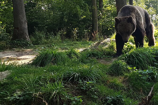 Meet Wild Brown Bears on the Roads to Real Dracula's Fortress - Why this Bucharest day trip feels different