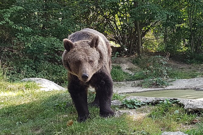 Meet Wild Brown Bears on the Roads to Real Dracula's Fortress - Vidraru Dam and the bear viewing stop