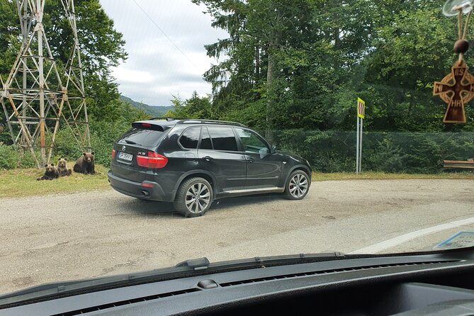 Meet Wild Brown Bears on the Roads to Real Dracula's Fortress - What the private vehicle adds