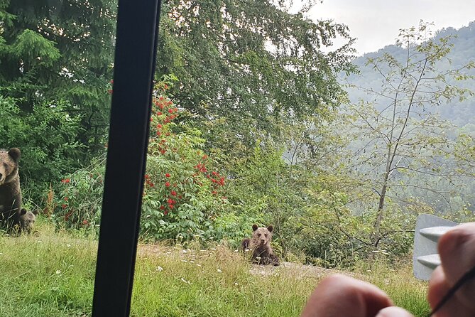 Meet Wild Brown Bears on the Roads to Real Dracula's Fortress - Who will enjoy this day most