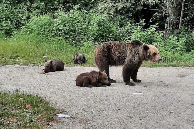Meet Wild Brown Bears on the Roads to Real Dracula's Fortress - Poienari Fortress and the 1,480-step climb