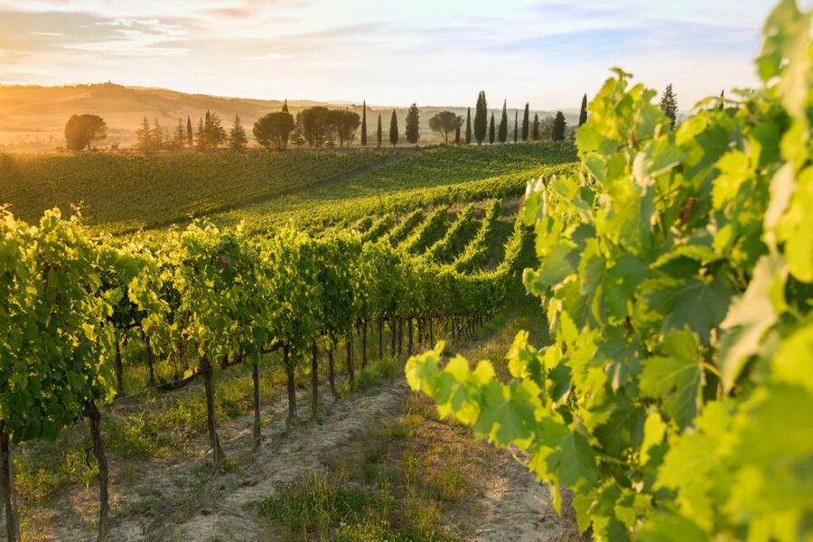 Montalcino: Brunello Wine Tasting & Lunch in a Tuscan Castle - Should you book Castello Tricerchi?