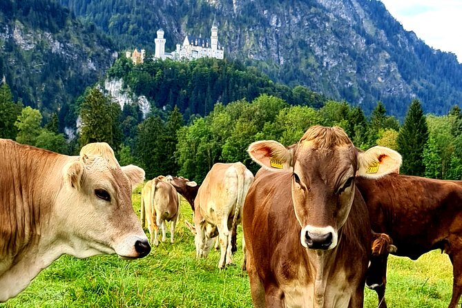 Neuschwanstein Castle, Ettal Abbey and Oberammergau Private Tour from Munich - The downhill horse carriage ride