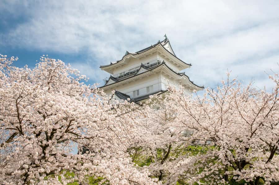 Odawara: Guided Ninja & Samurai Tour of Odawara Castle - Why the ninja workshop is the real draw