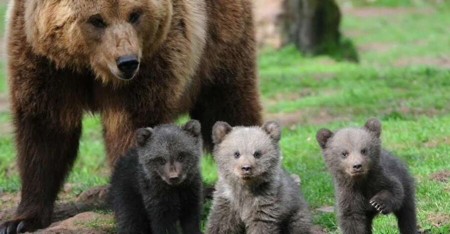 One day trip Bear Sanctuary, Dracula Castle - Why this Brașov day trip works so well