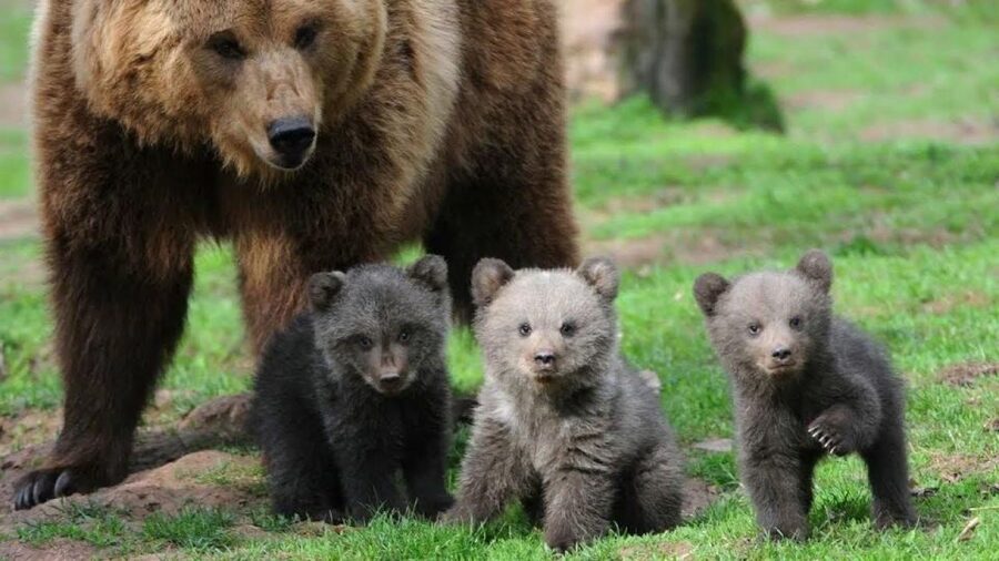 One day trip Bear Sanctuary, Dracula Castle - Bran Castle after the bears