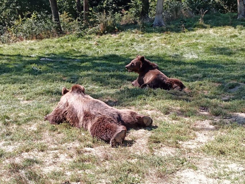 One day trip Bear Sanctuary, Dracula Castle - Who will enjoy this trip most