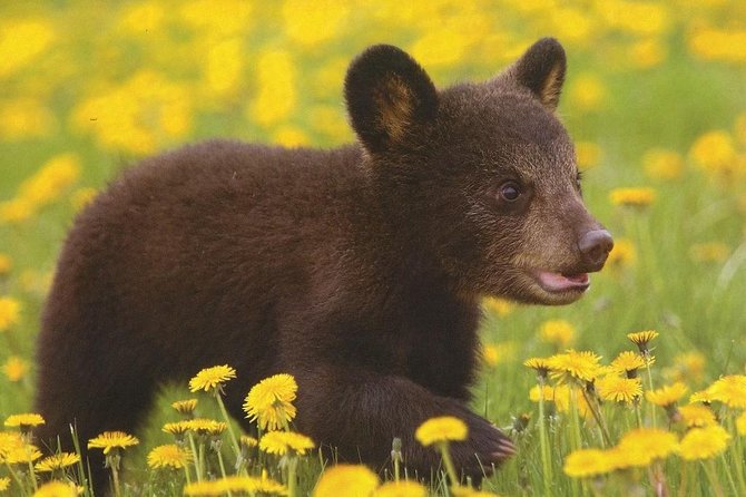 One day trip Bear Sanctuary, Dracula Castle, Rasnov Fortress from Brasov - The guide and vehicle setup