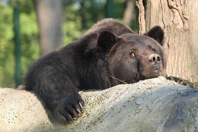 One day trip Bear Sanctuary, Dracula Castle, Rasnov Fortress from Brasov - Who should book this experience