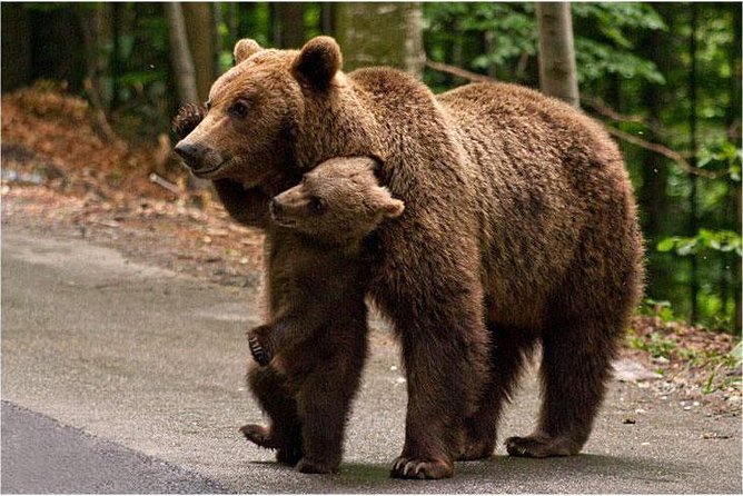 One day trip Bear Sanctuary, Dracula Castle, Rasnov Fortress from Brasov - Libearty Bear Sanctuary: the reason to go