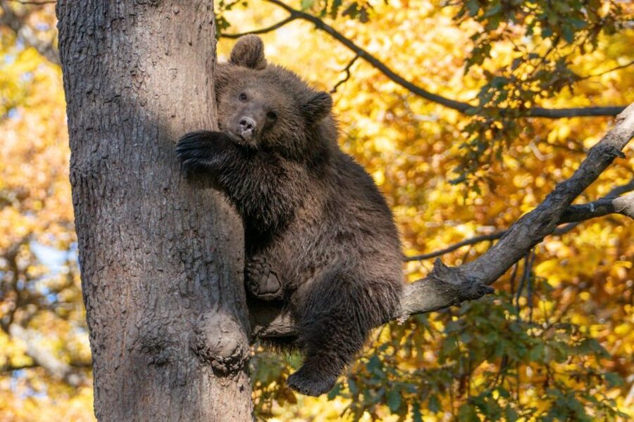 One day trip Bear Sanctuary, Dracula Castle - Libearty Bear Sanctuary: the day’s most unusual stop