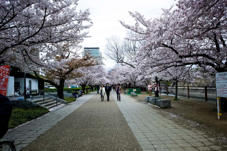 Osaka: Osaka Castle 3 hours Historical Walking Tour - Who will enjoy this castle walk