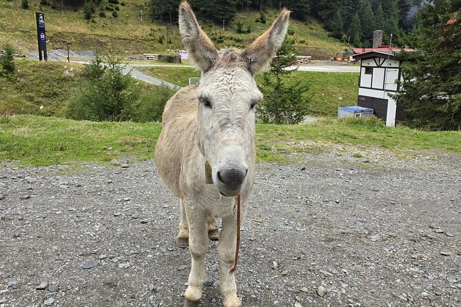 Private Day Tour from Bucharest: Dracula Fortress &Transfagarasan - Driving the Transfagarasan Highway