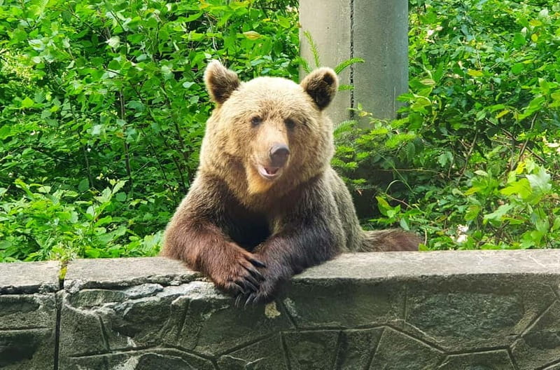 Private Guided Tour Dracula's Castle & Bear Sanctuary - From Bucharest into the Carpathians