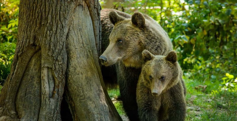 Private Guided Tour Dracula's Castle & Bear Sanctuary - Liberty Bear Sanctuary in Zarnesti