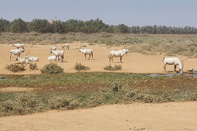 Private Tour of Desert Castles Eastern Jordan with optional Azraq Wetland Visit - Qasr Kharana, a fortress with a puzzling purpose