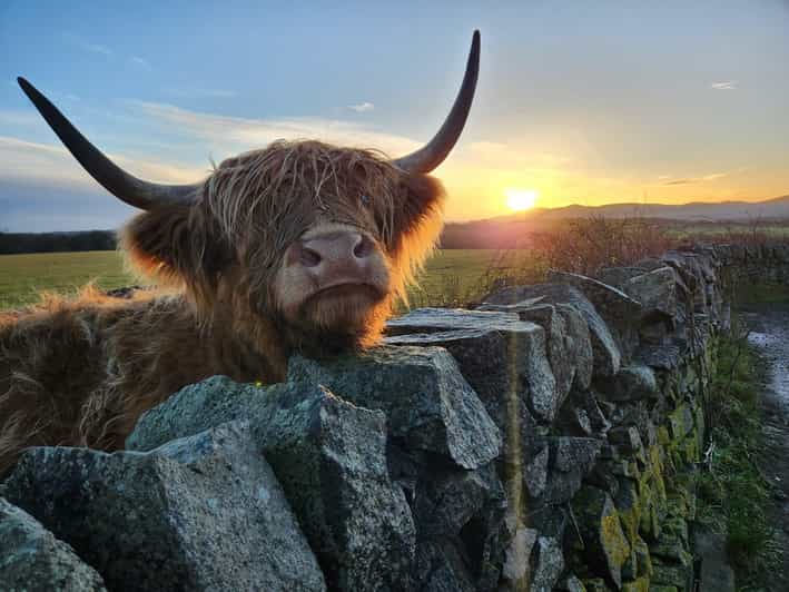 Private Tour of Highlands, Lochs & Castles from Stirling - Highland cows at Kilmahog