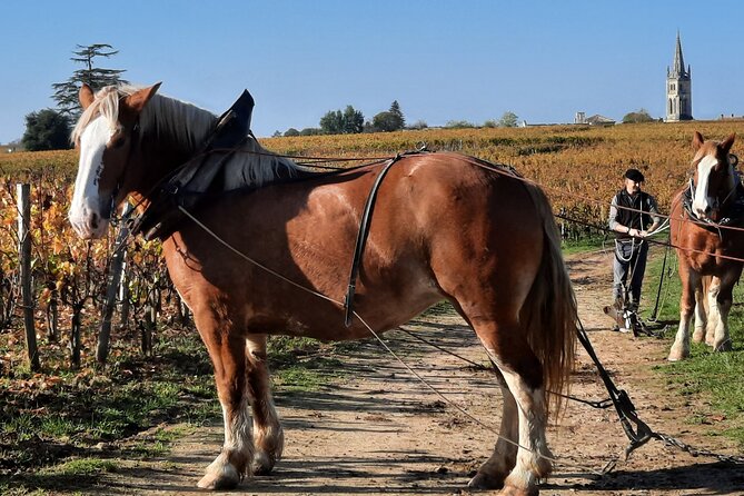 Private Wine Lovers - Super St Emilion - behind the scenes visits top chateaux and medieval town - St Emilion town, above the vineyards