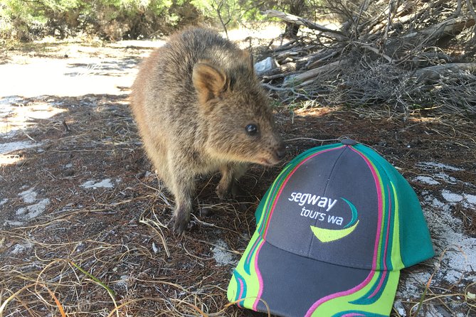 Rottnest Island Segway Tour: Fortress Adventure Tour - Paterson Beach and Henrietta Rocks