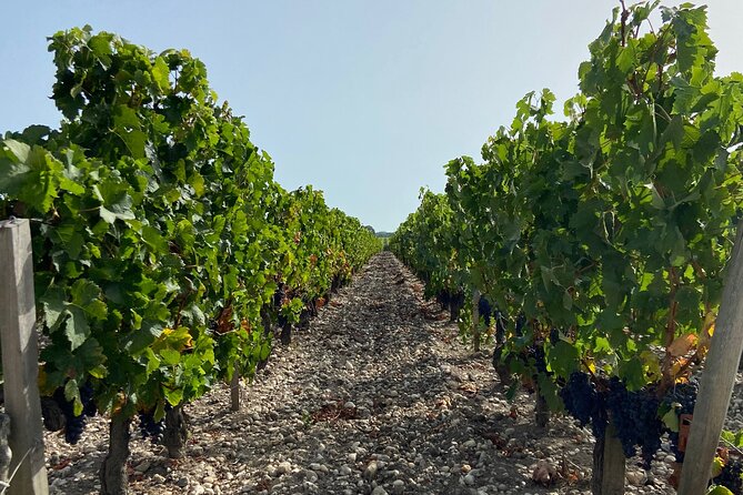 Saint Emilion Castle and Village Wine Tour - The road from Bordeaux to Saint-Émilion