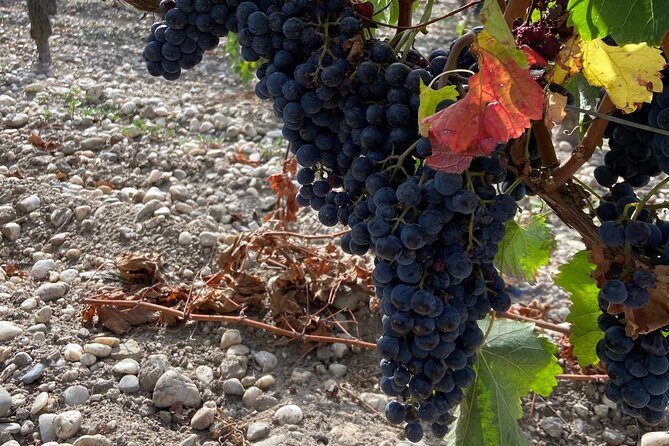 Saint Emilion Castle and Village Wine Tour - Who should book this Saint-Émilion outing?