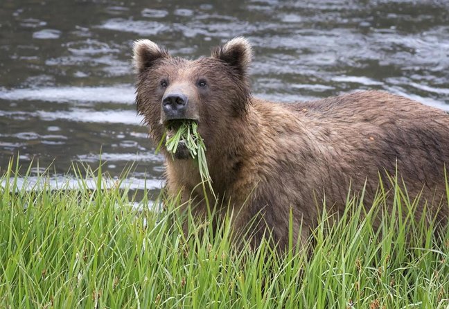Simply Amazing Sitka Tour: Fortress of the Bear, Alaska Raptor, & Totems - Key points to know