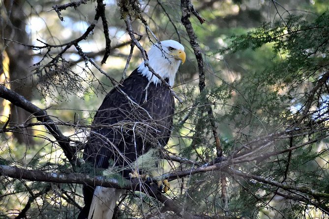Simply Amazing Sitka Tour: Fortress of the Bear, Alaska Raptor, & Totems - Why this tour works so well in Sitka