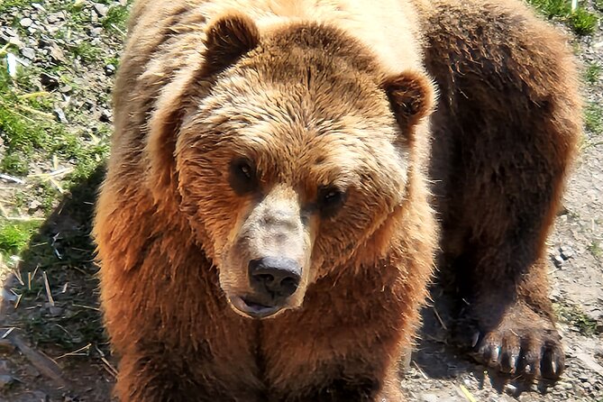 Simply Amazing Sitka Tour: Fortress of the Bear, Alaska Raptor, & Totems - Alaska Raptor Center and its rescued birds