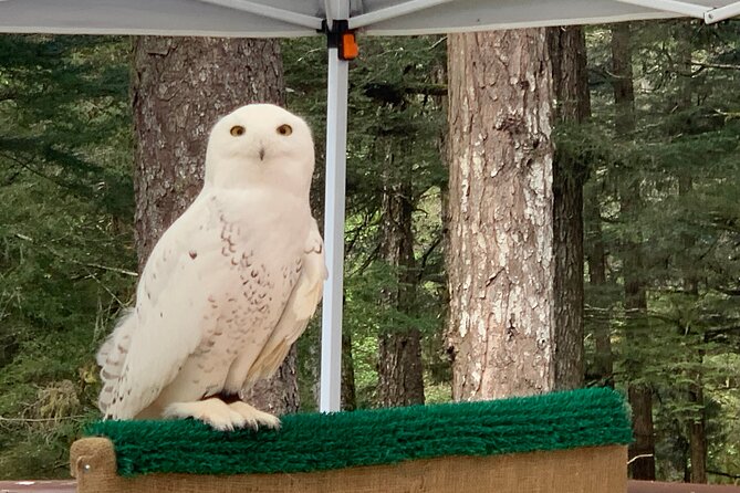 Simply Amazing Sitka Tour: Fortress of the Bear, Alaska Raptor, & Totems - Sitka National Historical Park and the totem trails