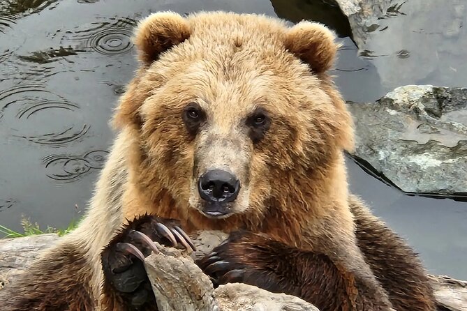 Simply Amazing Sitka Tour: Fortress of the Bear, Alaska Raptor, & Totems - Timing, cruise ships, and meeting details
