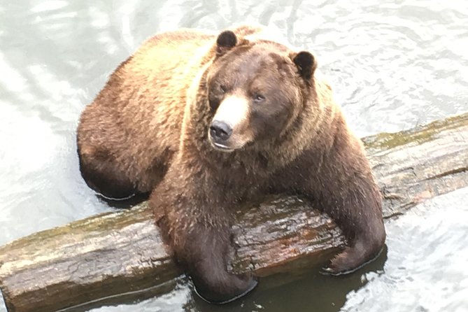 Simply Amazing Sitka Tour: Fortress of the Bear, Alaska Raptor, & Totems - Silver Bay and the road south
