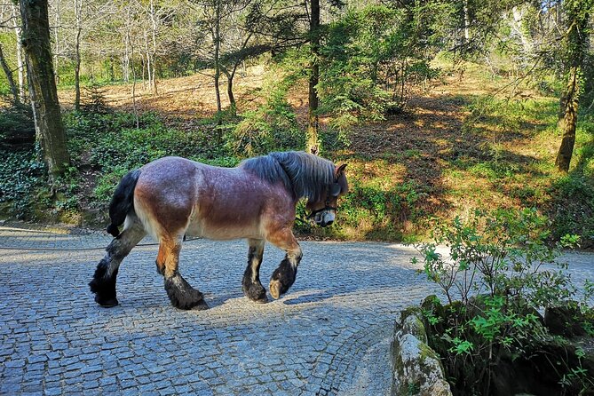 Sintra Tour with Pena Palace, Moorish Castle and Regaleira - Private - Why this private Sintra day works